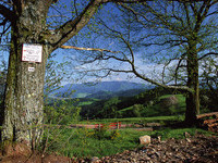 Wald Biederbach (Bildnachweis: Tourismus GmbH & Co.KG  ZweiT�lerLand )