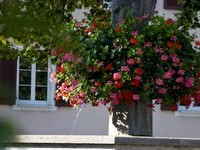 (Bildnachweis: Gemeinde Buggingen) (Bildnachweis: Gemeinde Buggingen)