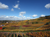 Rebhänge im Herbst (Bildnachweis: Mit freundlicher Genehmigung der Gemeinde Ortenberg) Rebhänge im Herbst (Bildnachweis: Mit freundlicher Genehmigung der Gemeinde Ortenberg)