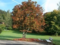  (Bildnachweis: Mit freundlicher Genehmigung der Tourist Information Enzkl�sterle)