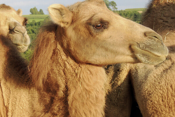 Kamel Copyright: (Fam. Sennert - Freizeitpark-Rotfelden) Kamel Copyright: (Fam. Sennert - Freizeitpark-Rotfelden)