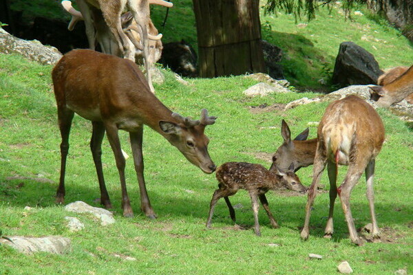 Rotwildgeburt Bildnachweis: (Mit freundlicher Genehmigung des Steinwasenparkes Oberried) Rotwildgeburt Bildnachweis: (Mit freundlicher Genehmigung des Steinwasenparkes Oberried)