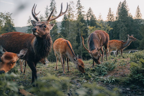 Hirsche im Wildgehege St. Blasien Copyright: (� Hochschwarzwald Tourismus GmbH)