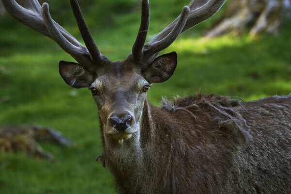 Wildgehege Ailwald Copyright: (Mit freundlicher Genehmigung von Baiersbronn Touristik | &copy; Hardy M�ller)
